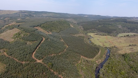 Das Aufforstungsgebiet der Agrária. <br/><br/>A área de reflorestamento da Agrária.<br/>